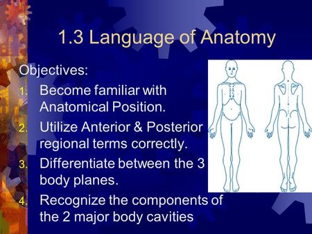 1.3 Language of Anatomy Objectives: 1. Become familiar with Anatomical Position. 2. Utilize Anterior & Posterior regional terms correctly. 3. Differentiate.