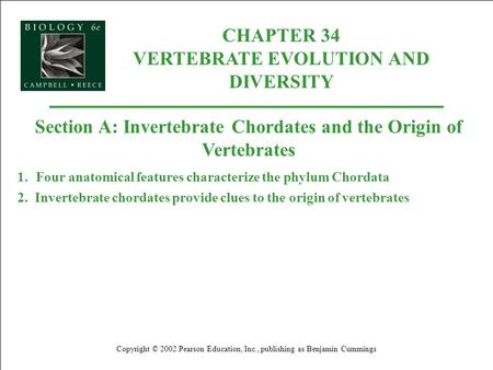 CHAPTER 34 VERTEBRATE EVOLUTION AND DIVERSITY Copyright © 2002 Pearson Education, Inc., publishing as Benjamin Cummings Section A: Invertebrate Chordates.