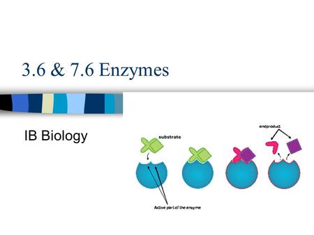 3.6 & 7.6 Enzymes IB Biology. Enzyme Globular protein Made by cells of living organisms –To help with reactions taking place in cells Catalyst - speed.