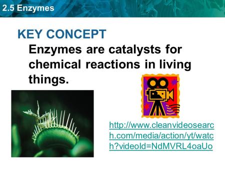 2.5 Enzymes KEY CONCEPT Enzymes are catalysts for chemical reactions in living things.  h.com/media/action/yt/watc h?videoId=NdMVRL4oaUo.