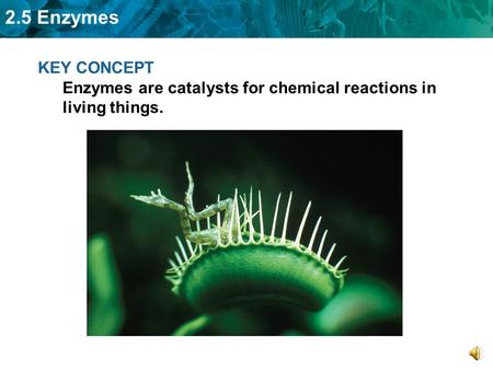 2.5 Enzymes KEY CONCEPT Enzymes are catalysts for chemical reactions in living things.