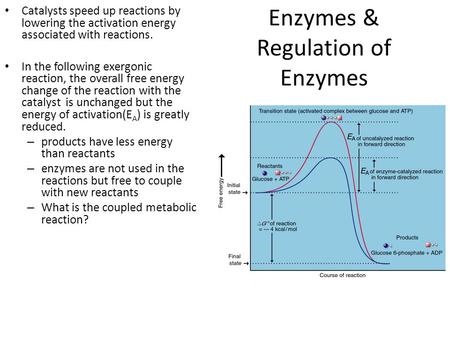 Enzymes & Regulation of Enzymes Catalysts speed up reactions by lowering the activation energy associated with reactions. In the following exergonic reaction,