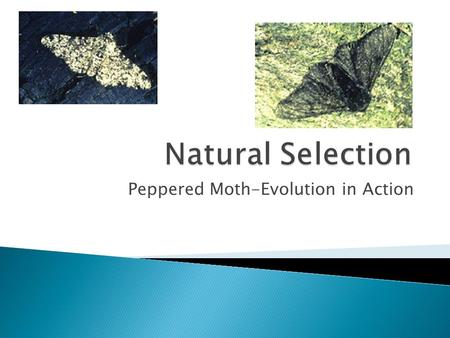 Peppered Moth-Evolution in Action.  Natural selection is the process by which favorable heritable traits become more common in successive generations.
