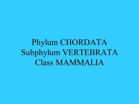Phylum CHORDATA Subphylum VERTEBRATA Class MAMMALIA.