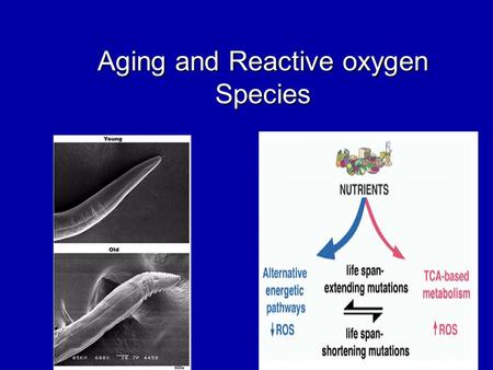 Aging and Reactive oxygen Species. Aging: What is it?  Aging, has been termed generally as a progressive decline in the ability of a physiological process.