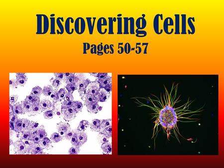 Discovering Cells Pages 50-57. Cells are the basic unit of structure and function in all living things. All living things are made of cells All life processes.