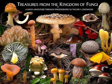 What are the characteristics of Fungi? Most Multicellular (except yeast: unicellular) Eukaryotes – cells contain a nucleus Heterotrophic – are consumers.