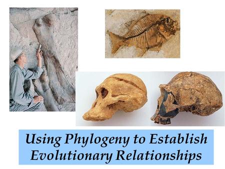 Using Phylogeny to Establish Evolutionary Relationships