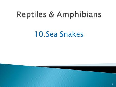10.Sea Snakes 1. Sea snakes are reptiles and live only in the warm waters of the Pacific and Indian Oceans 2 They live in shallow water.