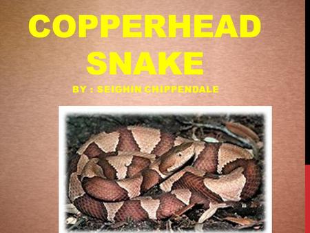 COPPERHEAD SNAKE BY : SEIGHIN CHIPPENDALE. COPPERHEAD DESCRIPTION  The copperhead snake has a very distinct look  They have a dark colored band across.