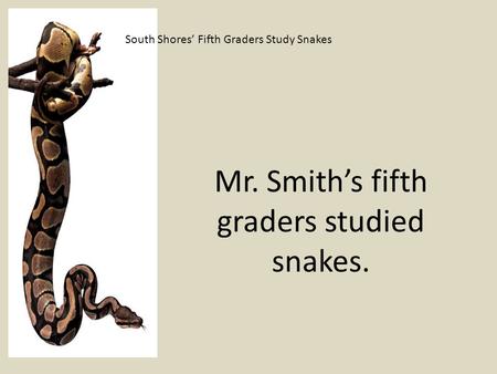 South Shores’ Fifth Graders Study Snakes Mr. Smith’s fifth graders studied snakes.