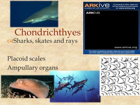 Chondrichthyes Sharks, skates and rays Placoid scales Ampullary organs.
