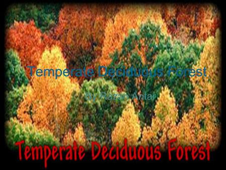 Temperate Deciduous Forest By Razan Antar. Leaves Oak tan or Brown Ash plum purple Birch Yellow Locust Green Sugar maple flame red or Orange.