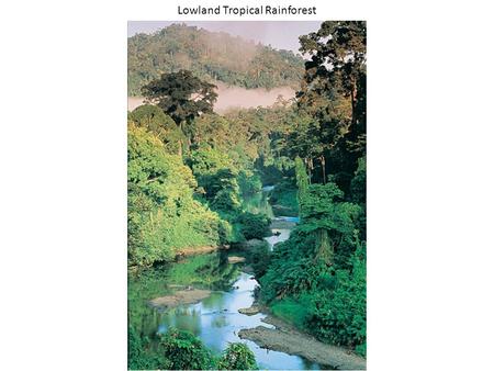 02_09.jpg Lowland Tropical Rainforest. 02_10.jpg Lowland Tropical Rainforest.