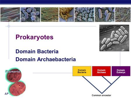 AP Biology 2007-2008 Prokaryotes Domain Bacteria Domain Archaebacteria Domain Bacteria Domain Archaea Domain Eukarya Common ancestor.