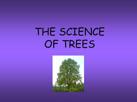 THE SCIENCE OF TREES. Sunlight gives energy to everything on earth. We need sunlight for photosynthesis Water combines with carbon dioxide to produce.