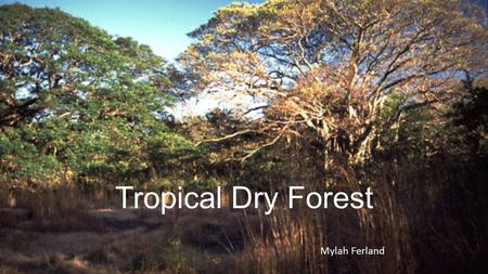Tropical Dry Forest Mylah Ferland.