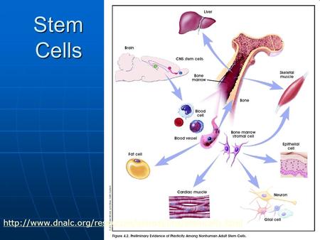 Stem Cells http://www.dnalc.org/resources/animations/stemcells.html.