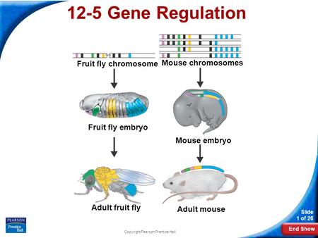 End Show Slide 1 of 26 Copyright Pearson Prentice Hall 12-5 Gene Regulation Fruit fly chromosome Fruit fly embryo Adult fruit fly Mouse chromosomes Mouse.