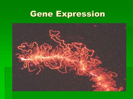 Gene Expression. Cell Differentiation Cell types are different because genes are expressed differently in them. Causes:  Changes in chromatin structure.