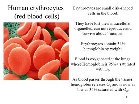 1 Human erythrocytes (red blood cells) Erythrocytes are small disk-shaped cells in the blood. They have lost their intracellular organelles, can not reproduce.