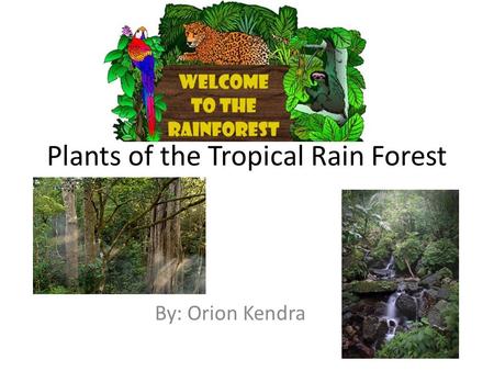 Plants of the Tropical Rain Forest By: Orion Kendra.
