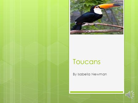 Toucans By Isabella Newman Toucans Beaks  Toucans use their beaks to pluck and peel fruit.  Toucans have largest beaks, in comparison to the size of.