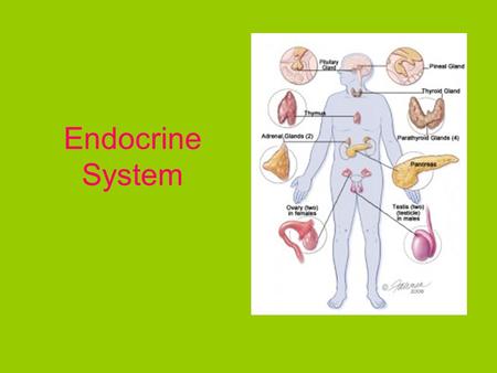 Endocrine System. Endocrinology Study of endocrine system Endocrine and nervous system work together to maintain a stable internal environment.