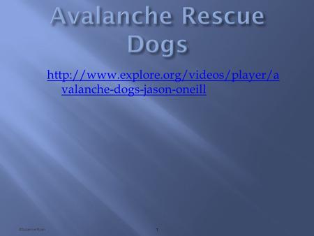 valanche-dogs-jason-oneill ©Suzanne Ryan 1.