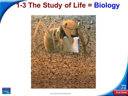 End Show Slide 1 of 45 Copyright Pearson Prentice Hall 1-3 The Study of Life = Biology.