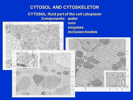 CYTOSOL AND CYTOSKELETON CYTOSOL: fluid part of the cell cytoplasm Components:water ionsenzymes inclusion bodies.