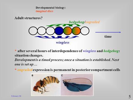 February 06 Developmental biology: imaginal discs 5 wingless hedgehog/engrailed * after several hours of interdependence of wingless and hedgehog: situation.