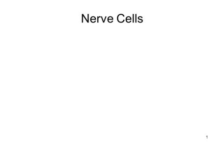 1 Nerve Cells. 2 Nerve cells Around 100 billion neurons in the brain initially –Adult stage 15 billion Means of communication in the nervous system Excitatory.