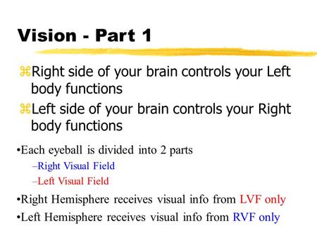Vision - Part 1 zRight side of your brain controls your Left body functions zLeft side of your brain controls your Right body functions Each eyeball is.