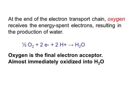At the end of the electron transport chain, oxygen receives the energy-spent electrons, resulting in the production of water. ½ O 2 + 2 e- + 2 H+ → H 2.