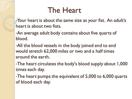 The Heart Your heart is about the same size as your fist. An adult’s heart is about two fists. An average adult body contains about five quarts of blood.