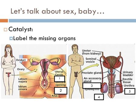 Let’s talk about sex, baby…  Catalyst:  Label the missing organs 2 1 3 4 5.