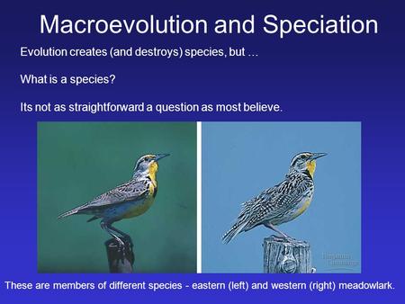 What is a species? Its not as straightforward a question as most believe. Macroevolution and Speciation Evolution creates (and destroys) species, but …