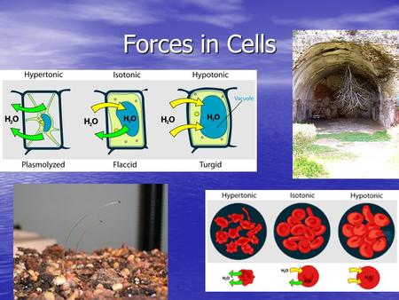 Forces in Cells. Stimulus and Response Why animals and plants do what they do OR A fancy way of saying cause and effect in the animal world.