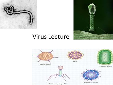 Virus Lecture Virus The nonliving Undead Virus Characteristics About as big as a protein Basic Virus Anatomy 1. outer protein coat 2.Inner core of nucleic.