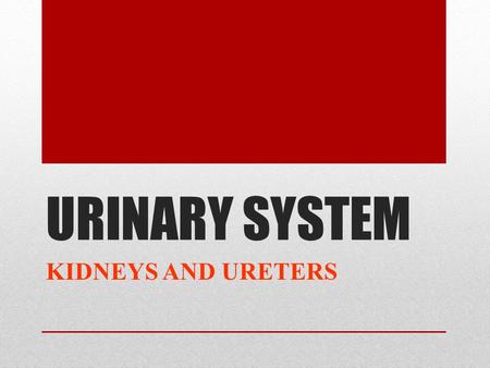 URINARY SYSTEM KIDNEYS AND URETERS. OBJECTIVES 1- Describe the normal site, size, shape and position of the kidney 2- Delineate the surface anatomy of.