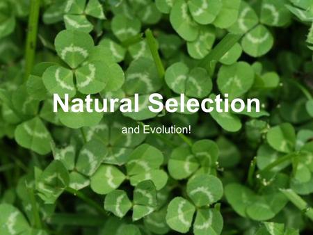 Natural Selection and Evolution!. Why two types of clover? What advantages does the striped clover have? The plain? How does cyanide help/hurt these plants.