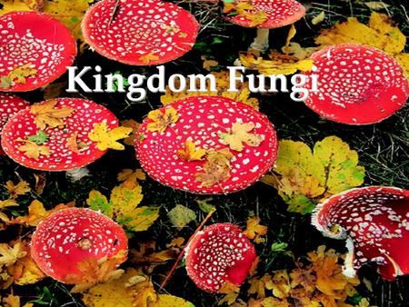 Kingdom Fungi. Fungi differ from other organisms in structure, reproduction, and in methods of obtaining nutrients. Fungi are eukaryotic, nonphotosynthetic.