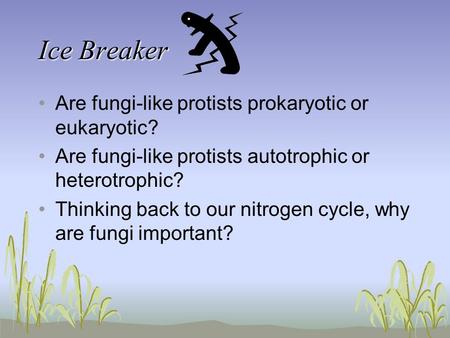 Ice Breaker Are fungi-like protists prokaryotic or eukaryotic?