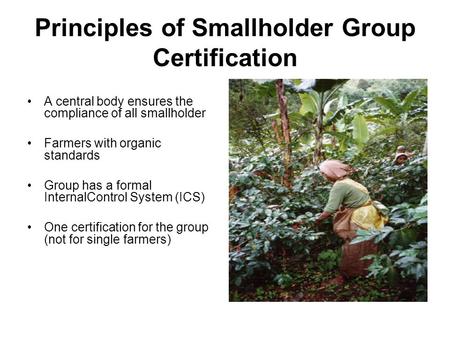 Principles of Smallholder Group Certification A central body ensures the compliance of all smallholder Farmers with organic standards Group has a formal.