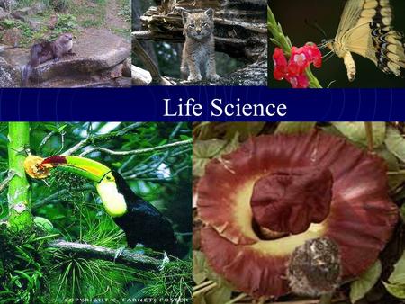 Life Science. Life Science… deals with the structure and behavior of living organisms, their organization, life processes, and relationships to each other.
