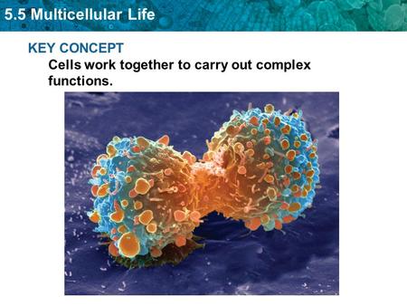 5.5 Multicellular Life KEY CONCEPT Cells work together to carry out complex functions.