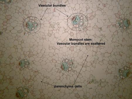 Monocot Stem Monocot stem: Vascular bundles are scattered Vascular bundles parenchyma cells.