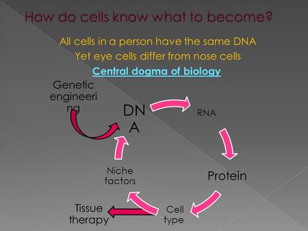 All cells in a person have the same DNA Yet eye cells differ from nose cells Central dogma of biology Genetic engineeri ng Tissue therapy.