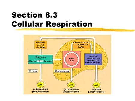 Section 8.3 Cellular Respiration